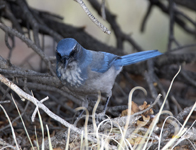 Western Scrub Jay 3050